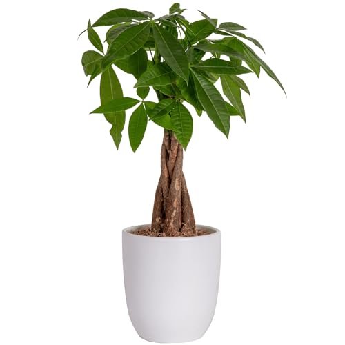 Best Plant for Home Decoration